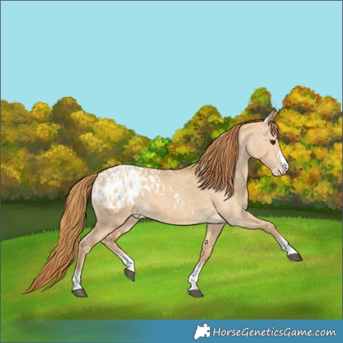 Horse Color:Red Dun Blanket and Red Dun Blanket