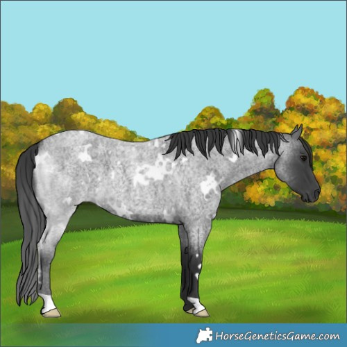 Horse Color:White Spotted Blue Roan 