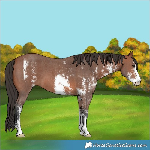 Horse Color:Bay Sabino