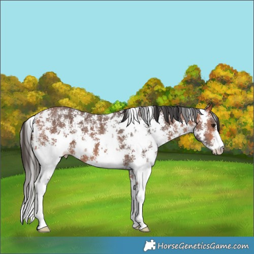 Horse Color:Bay Sabino
