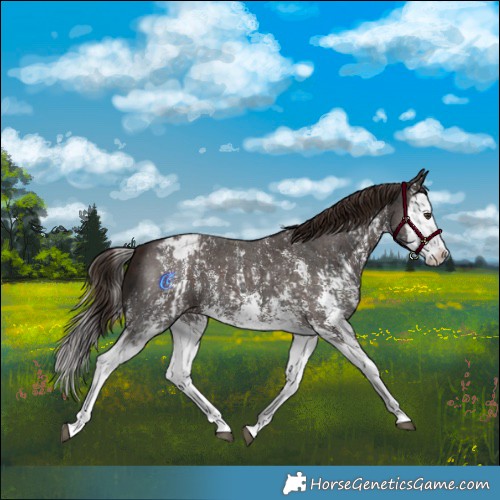 Horse Color:Liver Chestnut Sabino Splash Appaloosa and Liver Chestnut Sabino Splash Appaloosa