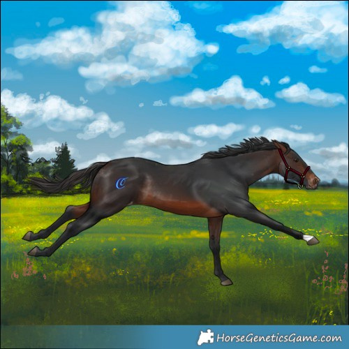 Horse Color:Brown Varnish Rabicano 