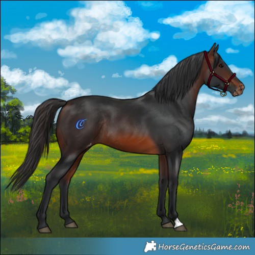 Horse Color:Brown Appaloosa Rabicano 