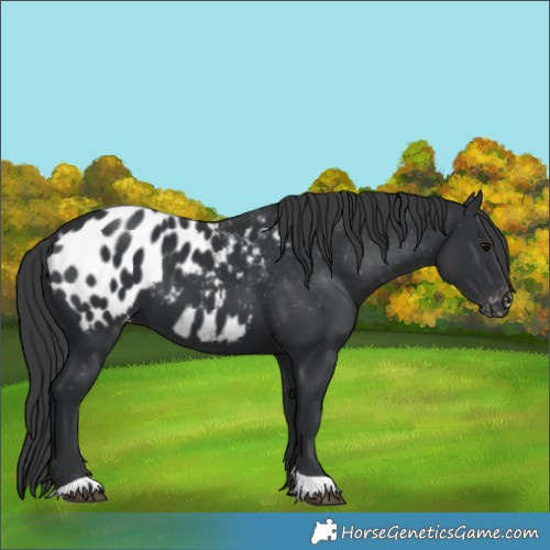 Horse Color:Black Appaloosa 