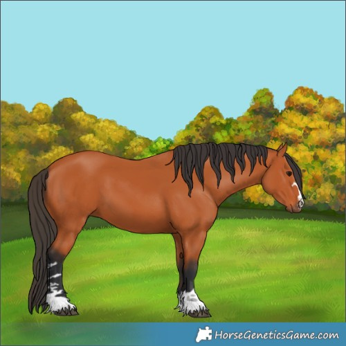Horse Color:Bay 