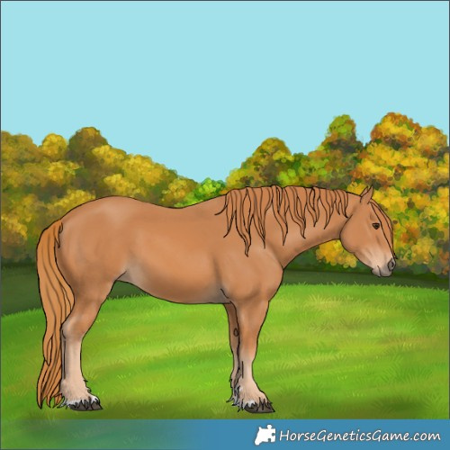 Horse Color:Chestnut 