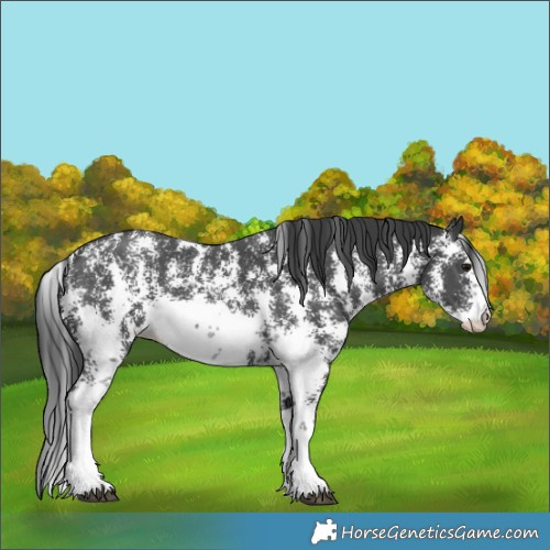 Horse Color:Black Sabino 