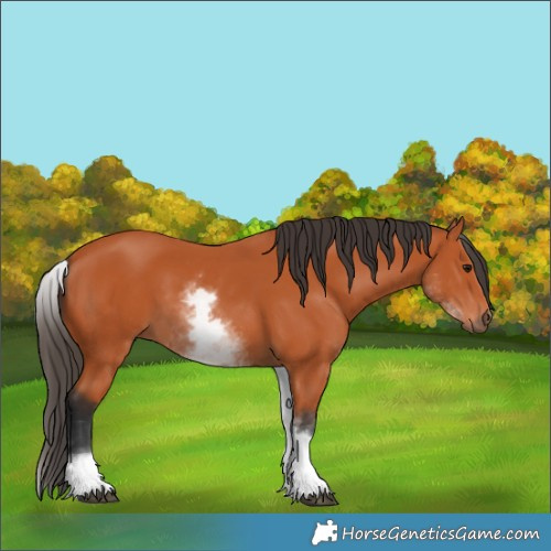 Horse Color:White Spotted Bay 