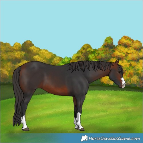 Horse Color:Bay 