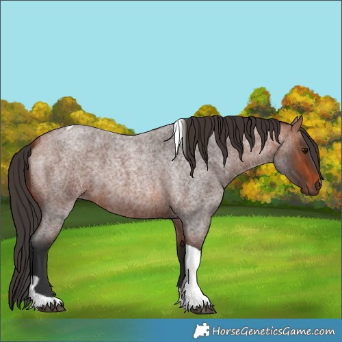 Horse Color:Bay Roan Tobiano