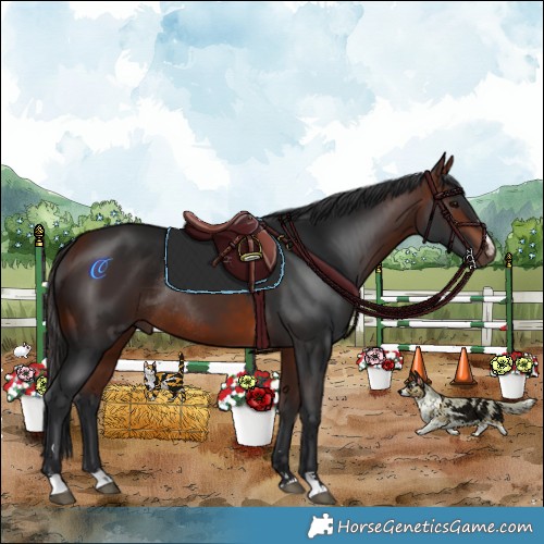 Horse Color:Bay Rabicano