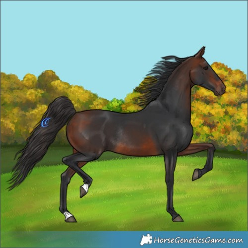 Horse Color:Bay Rabicano 