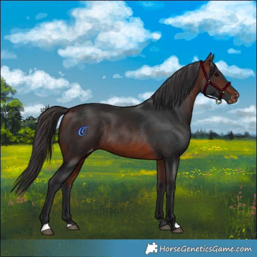 Horse Color:Bay Appaloosa Rabicano 