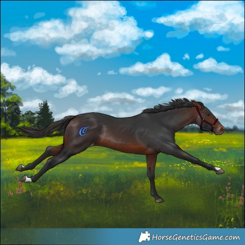 Horse Color:Bay Varnish Rabicano