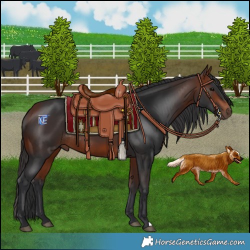 Horse Color:Bay Rabicano 