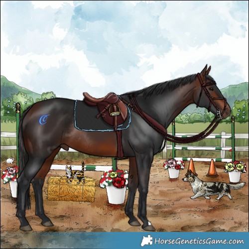 Horse Color:Bay Rabicano 