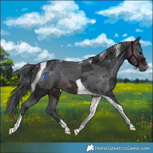 Horse Color:Brown Merle Tobiano Rabicano 