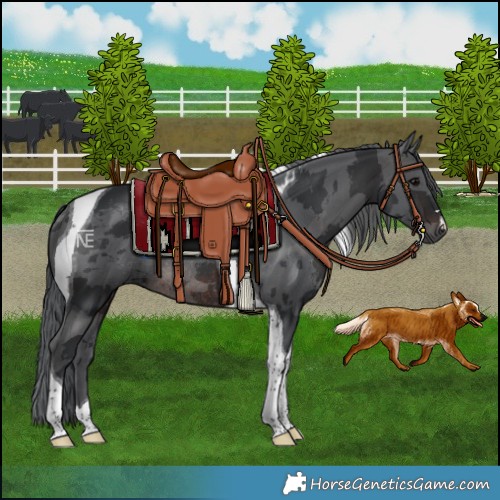 Horse Color:Brown Merle Tobiano Rabicano 