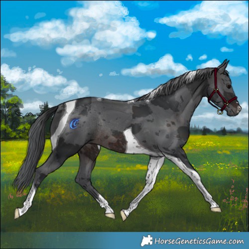 Horse Color:Brown Merle Tobiano Rabicano