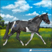 Horse Color:Brown Merle Tobiano Rabicano 