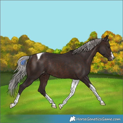 Horse Color:Silver Brown Tobiano Appaloosa Rabicano 