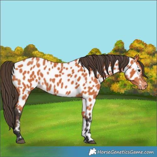 Horse Color:Bay Appaloosa