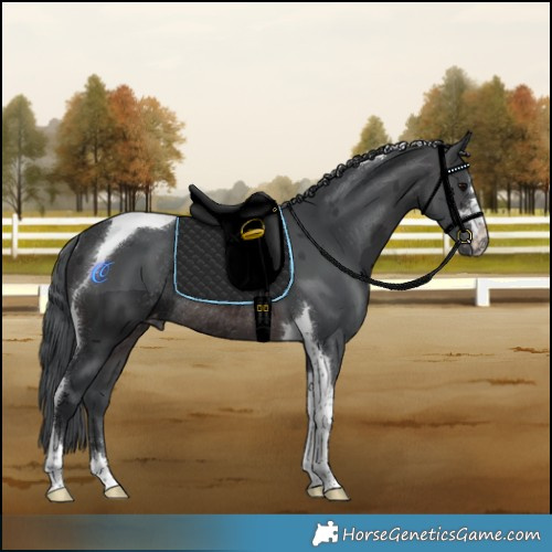 Horse Color:Brown Merle Tobiano Appaloosa Rabicano