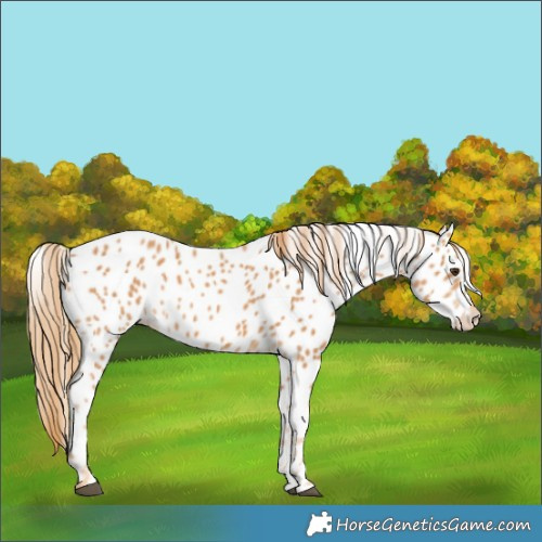 Horse Color:Chestnut Appaloosa