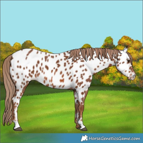 Horse Color:Chestnut Appaloosa 