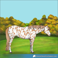 Horse Color:Chestnut Appaloosa 