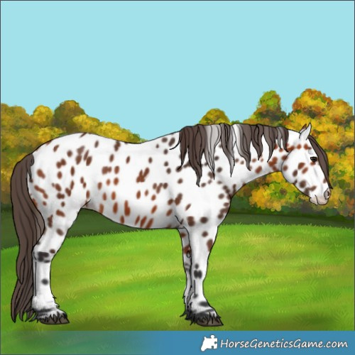 Horse Color:Bay Appaloosa