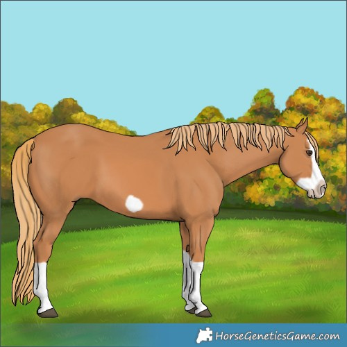 Horse Color:Chestnut Splash Frame 