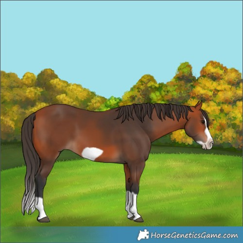 Horse Color:Bay Splash Frame 