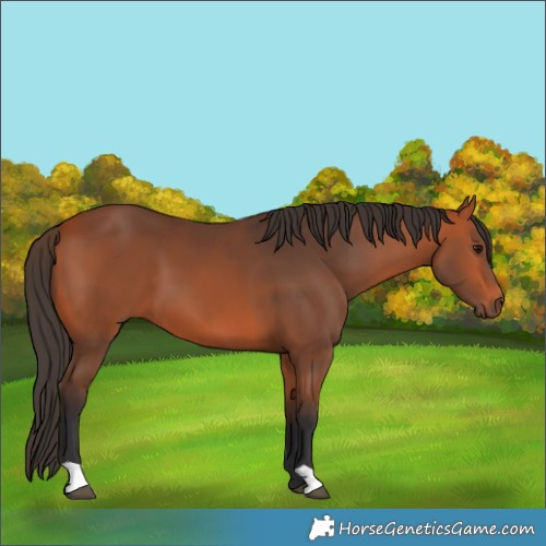 Horse Color:Bay 