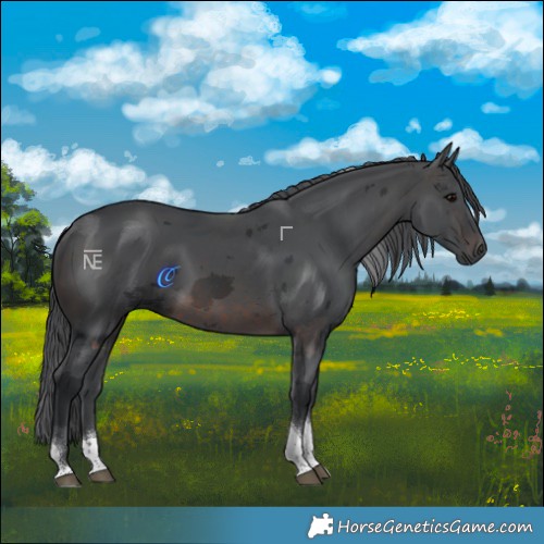 Horse Color:Brown Merle Tobiano Rabicano 