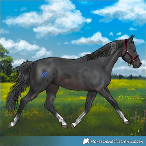 Horse Color:Brown Merle Tobiano Rabicano 