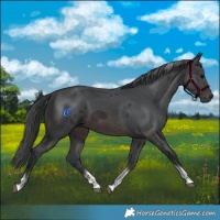 Horse Color:Brown Merle Tobiano Rabicano