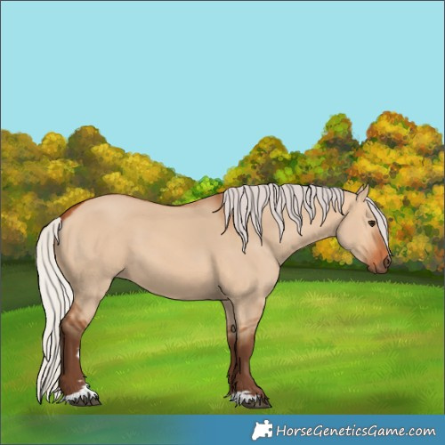 Horse Color:Silver Bay Dun 