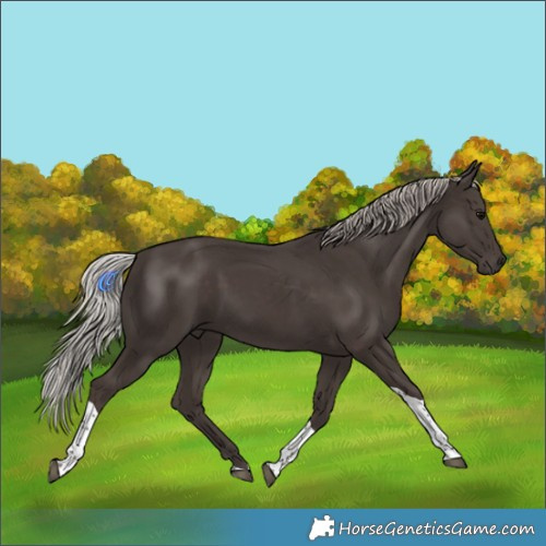 Horse Color:Silver Black Tobiano Rabicano 