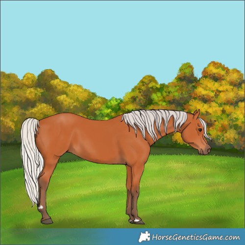 Horse Color:Silver Bay 