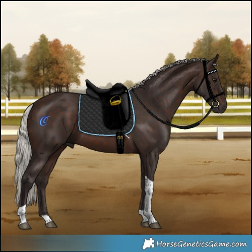 Horse Color:Silver Brown Tobiano Rabicano