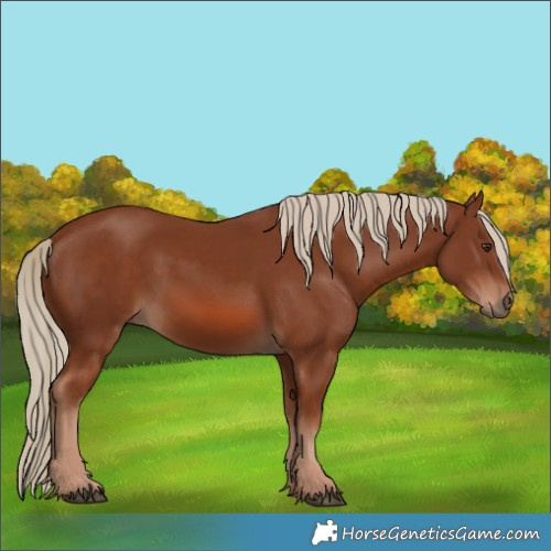 Horse Color:Chestnut 