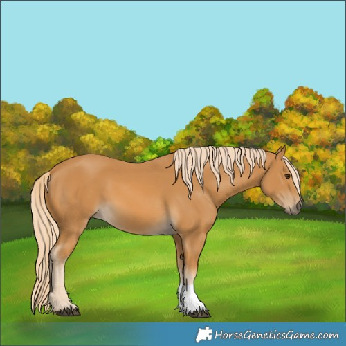 Horse Color:Palomino 