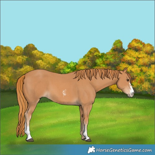 Horse Color:Chestnut Sabino 