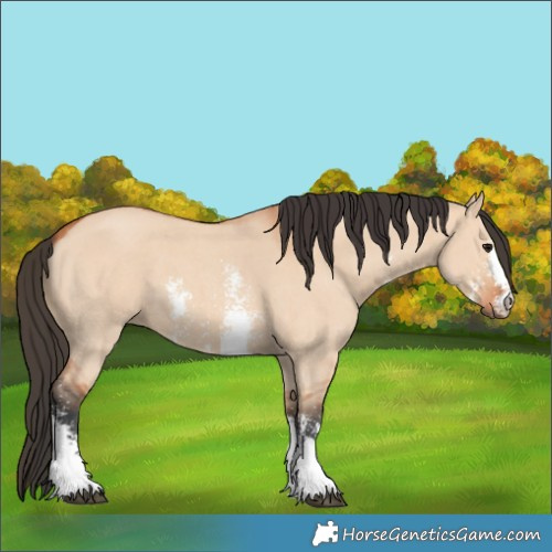 Horse Color:Bay Dun Sabino 