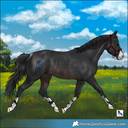 Horse Color:Brown Rabicano 