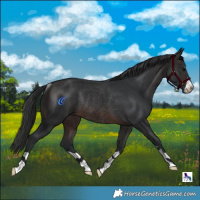 Horse Color:Brown Rabicano
