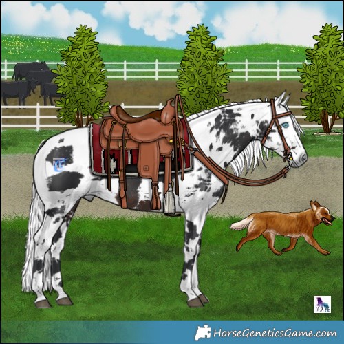 Horse Color:Brown Harlequin Merle Tobiano Rabicano 