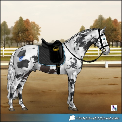 Horse Color:Brown Harlequin Merle Tobiano Rabicano