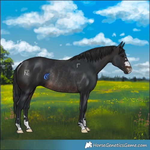 Horse Color:Brown Rabicano